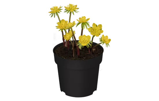 Eranthis hyemalis
