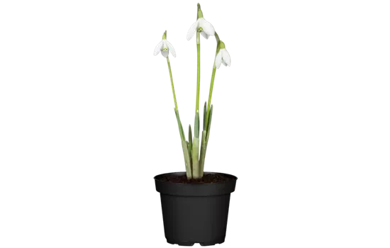 Galanthus nivalis
