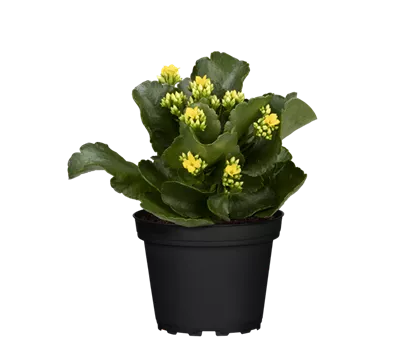 Kalanchoe blossfeldiana, gelb
