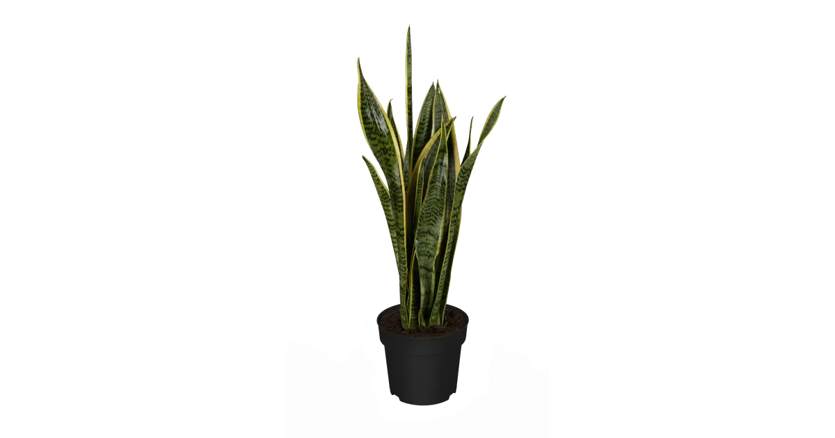 Sansevieria trifasciata var. laurentii, Bogenhanf, Zimmerpflanzen - Online  bestellen & kaufen - 1A Garten Ammer