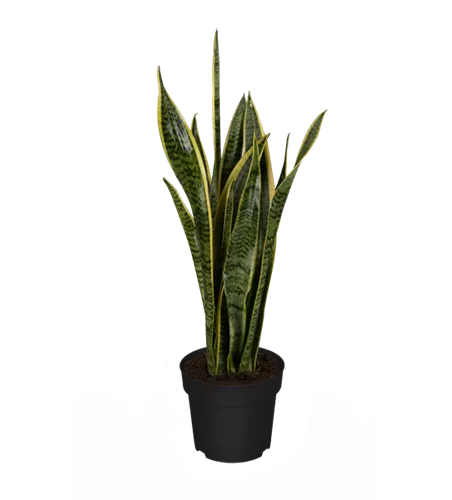 Sansevieria trifasciata var. laurentii