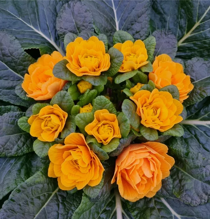 Kissen-Primel BELARINA 'Mandarin'
