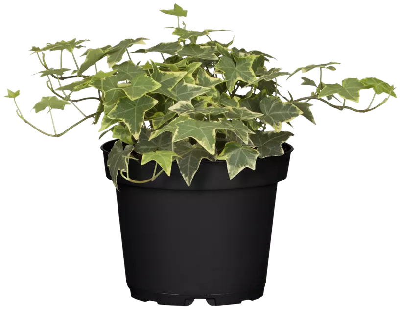 Hedera helix 'White Wonder', Efeu 'White Wonder', Pflanzen Online und vor  Ort kaufen - 1A Garten Ammer
