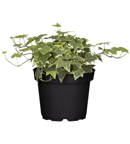Hedera helix 'White Wonder'