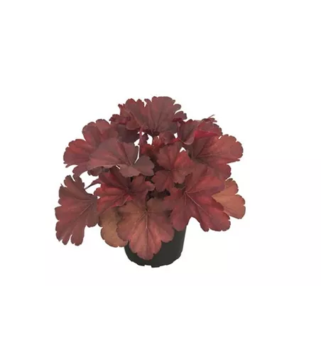 Heuchera 'Royal Ruby'
