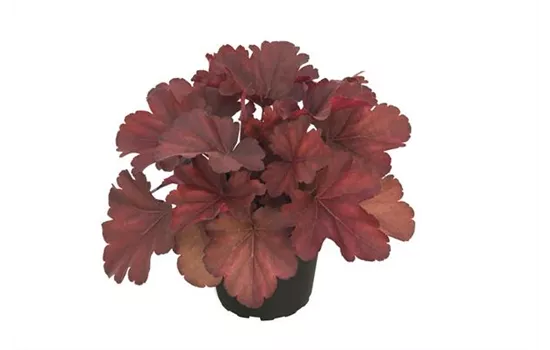 Heuchera 'Royal Ruby'