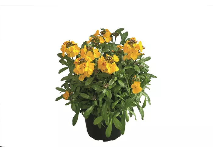 Erysimum cheiri 'Winter Power'