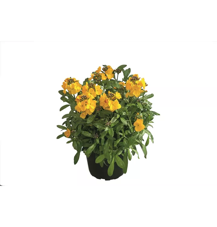 Garten-Goldlack 'Winter Power'