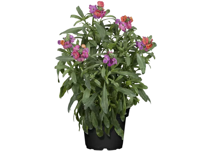Erysimum cheiri 'Winter Orchid'