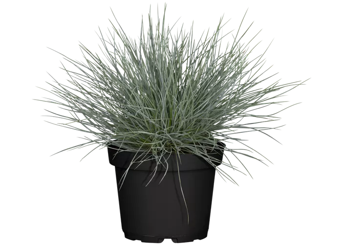 Festuca cinerea