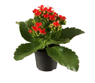 Kalanchoe blossfeldiana, rot