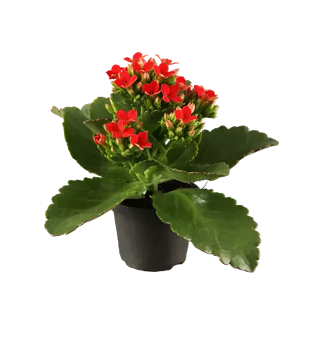 Kalanchoe blossfeldiana, rot