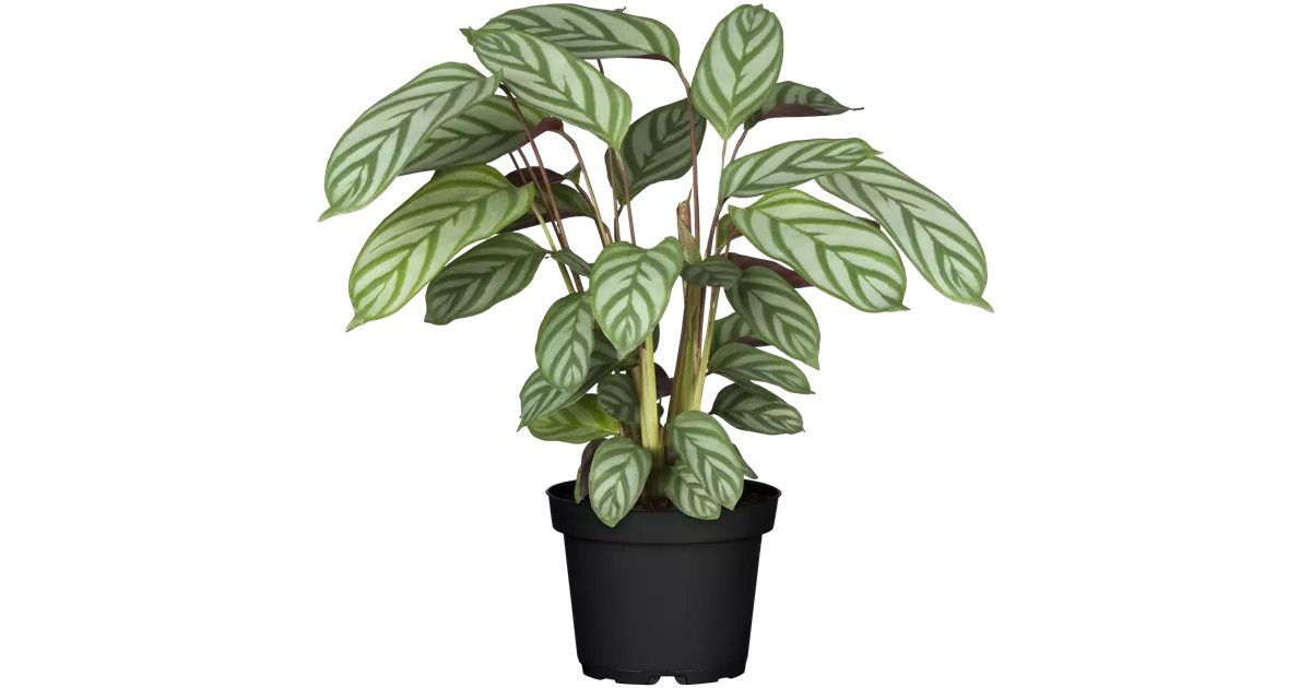 Calathea 'Compact Star', Korbmarante 'Compact Star', Zimmerpflanzen -  Online bestellen & kaufen - 1A Garten Ammer