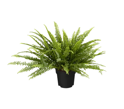 Nephrolepis exaltata 'Green Lady'