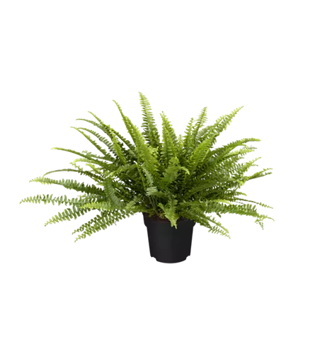 Nephrolepis exaltata 'Green Lady'