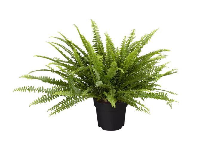 Nephrolepis exaltata 'Green Lady'