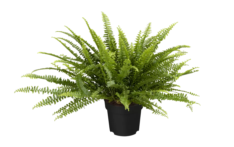 Nephrolepis exaltata 'Green Lady'