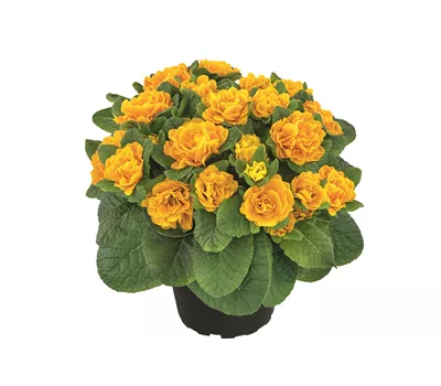 Primula vulgaris BELARINA 'Mandarin' Primula vulgaris BELARINA 'Mandarin'