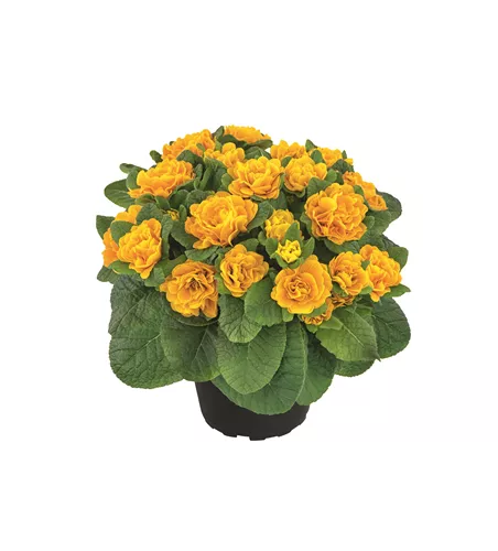 Primula vulgaris BELARINA 'Mandarin'