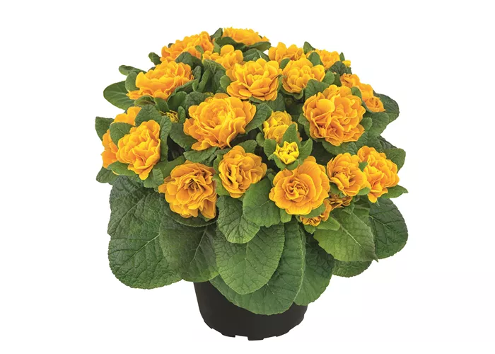 Primula vulgaris BELARINA 'Mandarin'