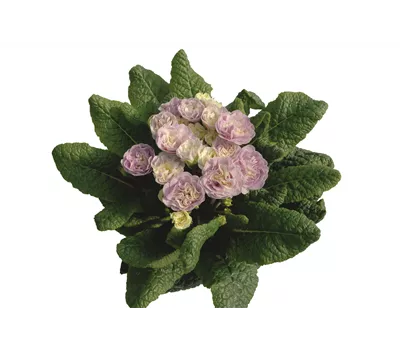 Primula vulgaris BELARINA 'Pink Champagne'