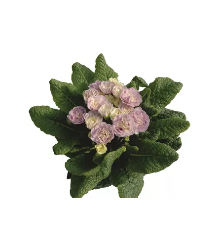 Primula vulgaris BELARINA 'Pink Champagne'