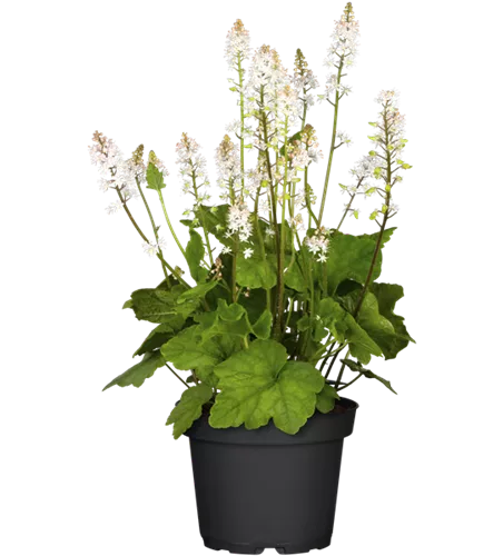 Tiarella cordifolia Tiarella cordifolia