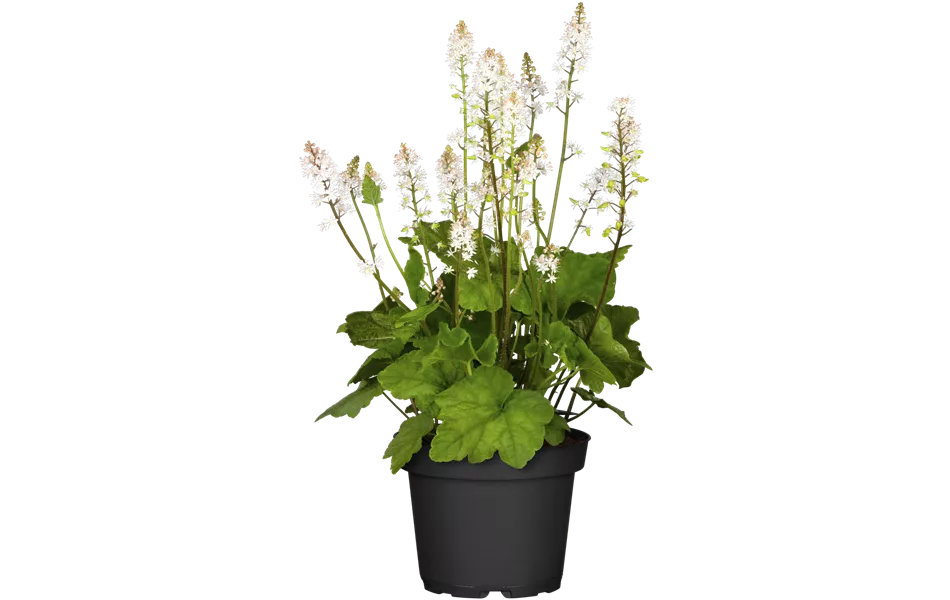 Tiarella cordifolia