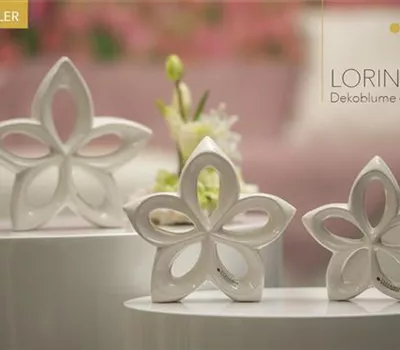 Blume Lorina creme