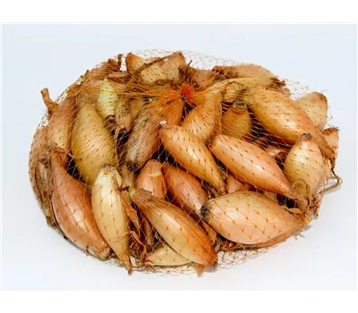 Allium cepa 'Gelbe Birnenförmige' Allium cepa 'Gelbe Birnenförmige'