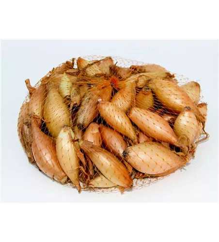 Allium cepa 'Gelbe Birnenförmige' Allium cepa 'Gelbe Birnenförmige'