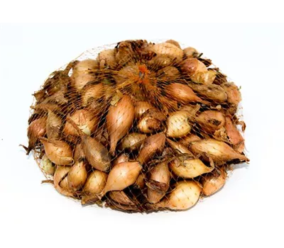 Allium cepa 'Sturon'