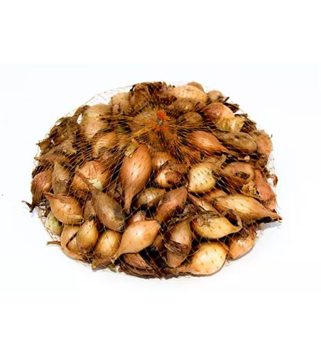 Allium cepa 'Sturon'