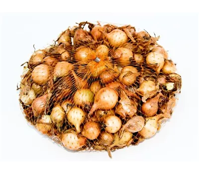 Allium cepa 'Stuttgarter Riesen'