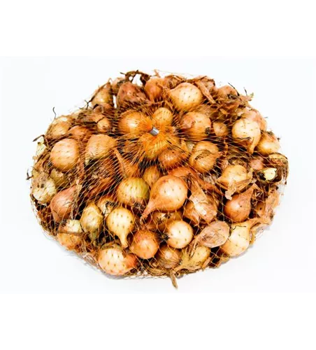 Allium cepa 'Stuttgarter Riesen'