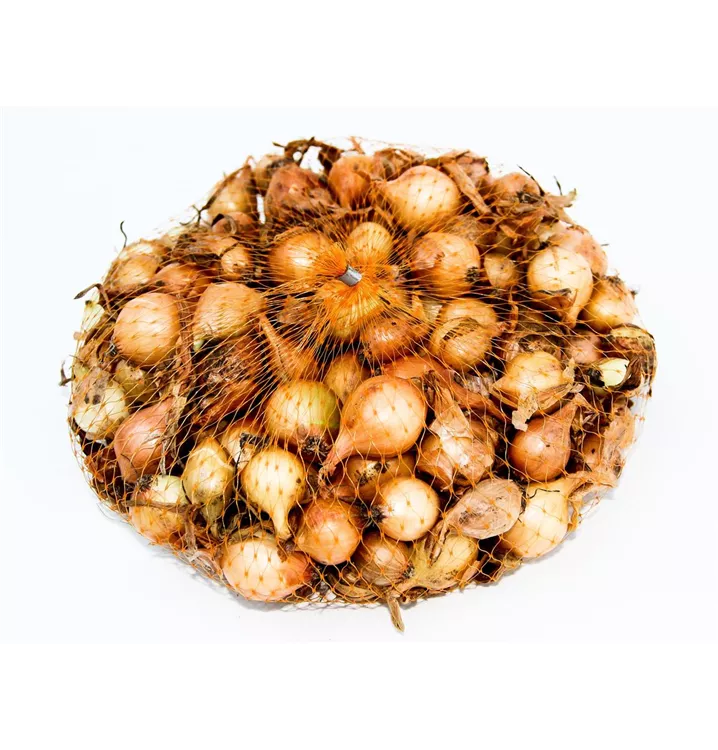 Küchen-Zwiebel 'Stuttgarter Riesen'