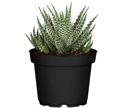 Aloe humilis