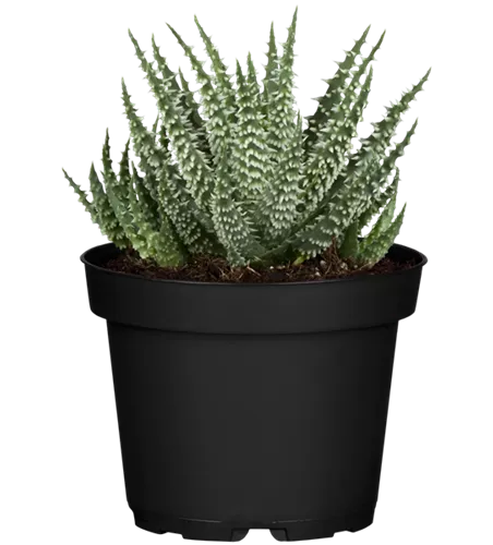 Aloe humilis