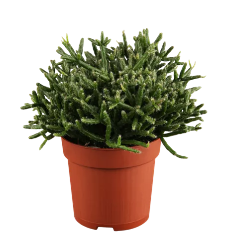 Rhipsalis burchellii