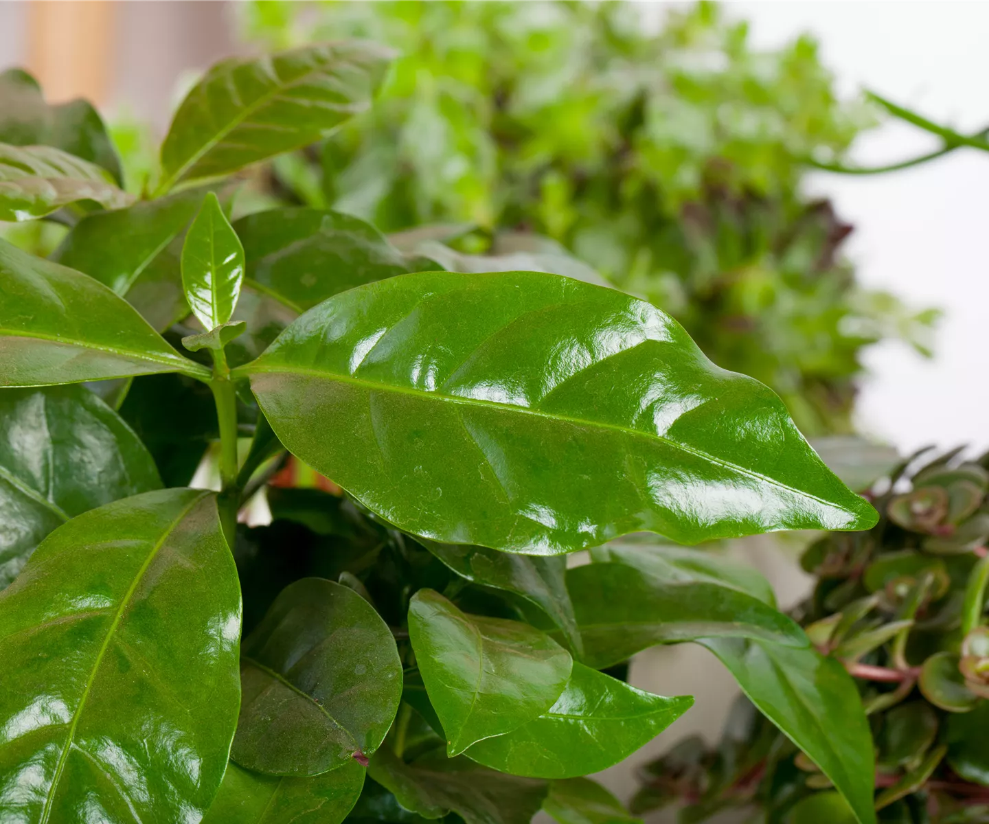 Eigener Kaffee aus dem Garten – das ist möglich