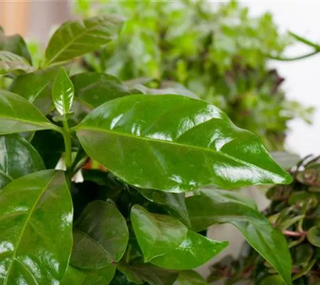 Eigener Kaffee aus dem Garten – das ist möglich