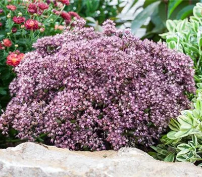 Sedum cauticola 'Rocky'