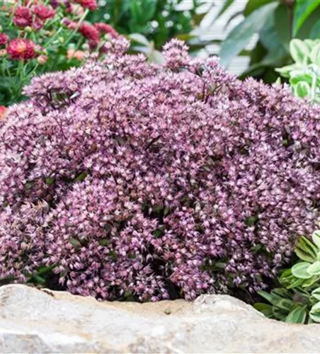 Sedum cauticola 'Rocky'