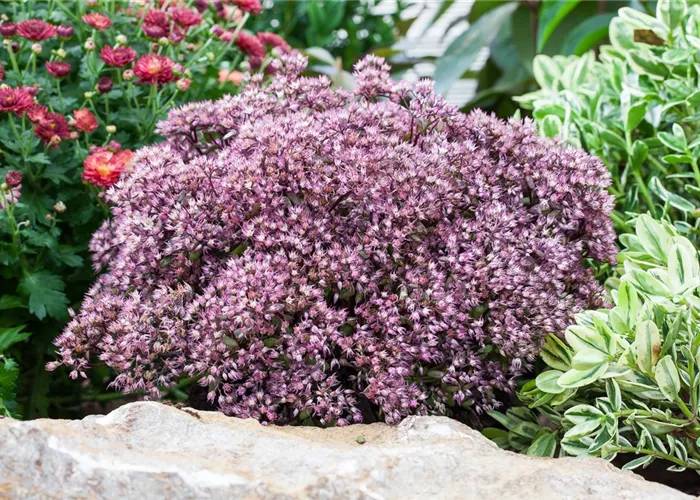 Sedum cauticola 'Rocky'