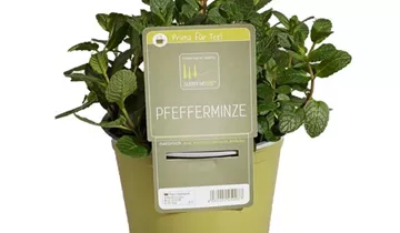 1A Garten Ammer 1A Garten Ammer