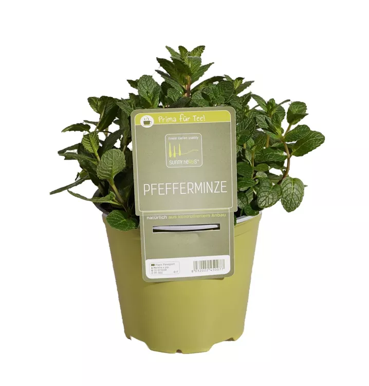 Pfefferminze Pfefferminze