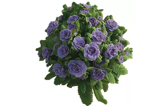 Primula vulgaris BELARINA 'Amethyst Ice'