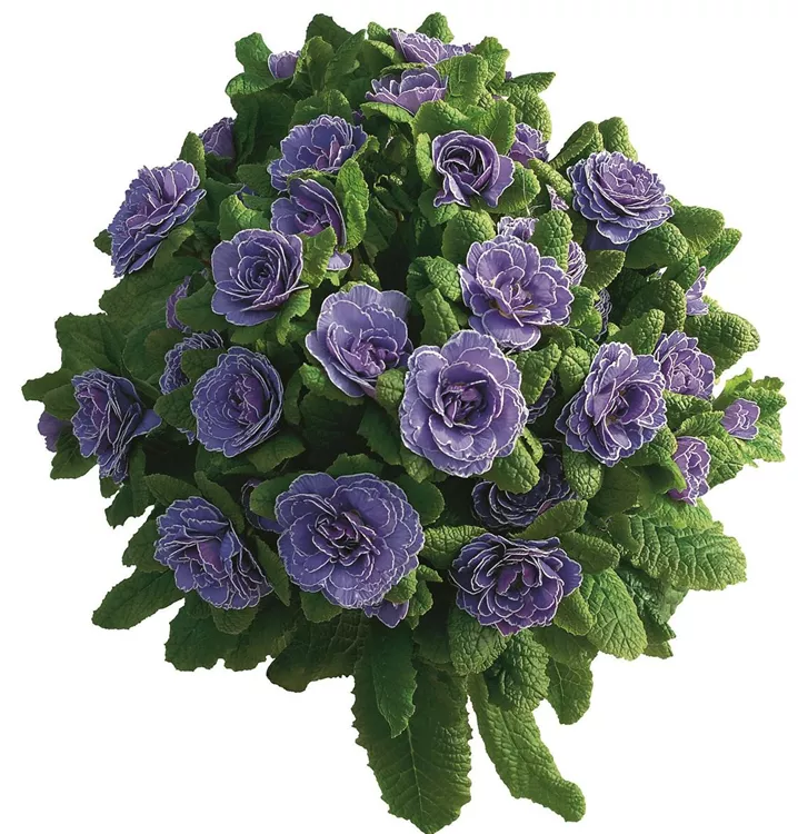 Kissen-Primel BELARINA 'Amethyst Ice'