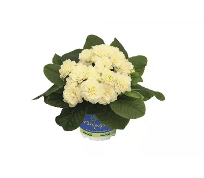 Primula vulgaris BELARINA 'Cream' Primula vulgaris BELARINA 'Cream'