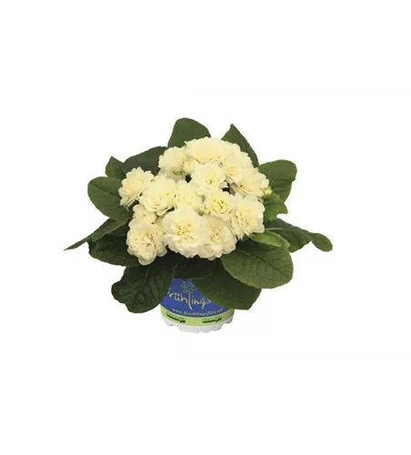 Primula vulgaris BELARINA 'Cream'